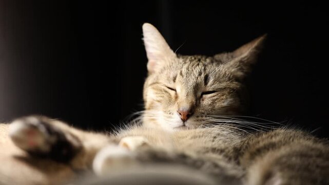 Closeup view of an elderly cat sleeps in the warm light of a lamp on a black background
