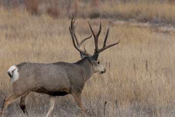 Mule Deer Buck During the Rut in colroado in Autumn
