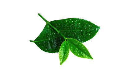 Green leaves with water droplets isolated against a pure black backdrop