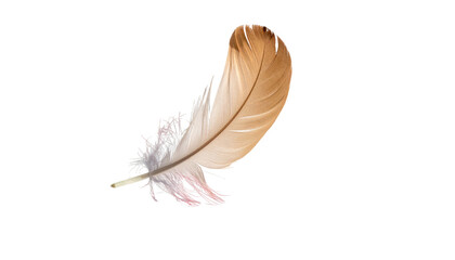 Curving feather, beige and white, on black. Translucent barbs create a soft appearance, ethereal and delicate