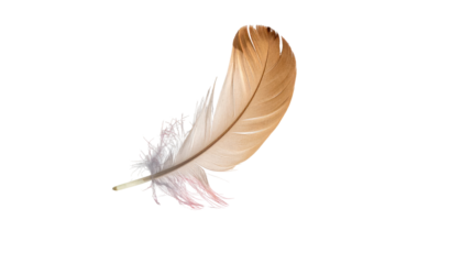 Curving feather, beige and white, on black. Translucent barbs create a soft appearance, ethereal and delicate