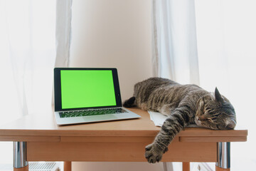 Striped cat naps beside open laptop with green screen on a desk in bright home interior