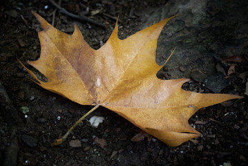 Rusty-colored maple leaf fallen on the ground against a dark background