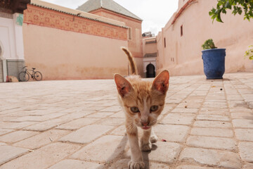 Médina de Marrakech, chat dans la rue, Maroc