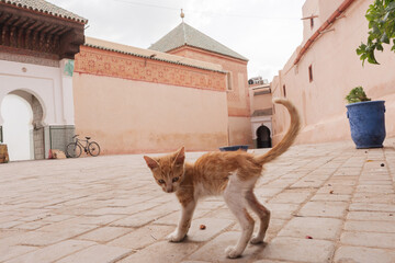 Médina de Marrakech, chaton dans la rue, Maroc