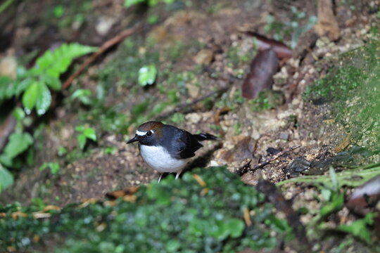 Sunda forktail (Enicurus velatus sumatranus) is a species of bird in the family Muscicapidae. This photo was taken in Sumatra, Indonesia