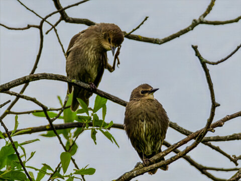 Szpaki, dwa młode szpaki siedzące na gałęziach
