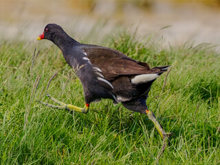 Kurka woda biegnąca po trawie
