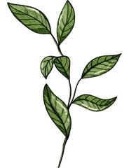 green leaves isolated on white