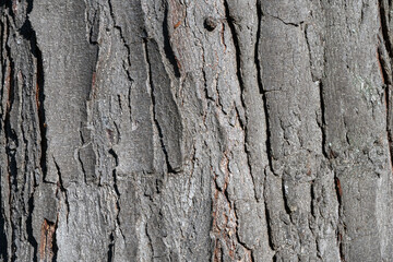 Rough gray-brown tree bark with deep vertical ridges reveals the texture and age of a mature trunk.