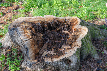 Obraz premium A hollow tree stump filled with leaves and twigs sits in a grassy area, showing signs of natural decay.