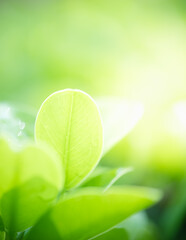 Naturally inspired, beautifully created &mdash; feel the calm of green serenity