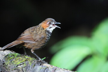 The marbled wren-babbler (Turdinus marmoratus) is a species of bird in the family Pellorneidae. This photo was taken in Sumatra, Indonesia.