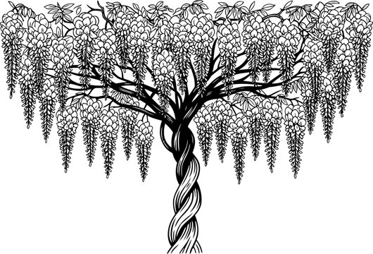 elegance unfurled a lyrical dance of spiraling branches and cascading blooms, isolated on transparent background