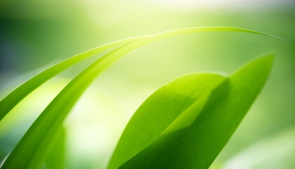 Naturally inspired, beautifully created &mdash; feel the calm of green serenity