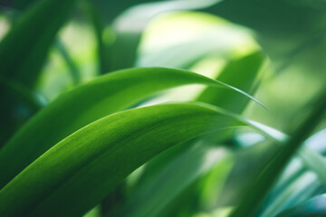 Naturally inspired, beautifully created &mdash; feel the calm of green serenity