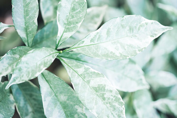 Naturally inspired, beautifully created &mdash; feel the calm of green serenity