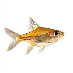 Fototapeta premium Brilliant golden tetra fish on a clean showcasing detailed scales and fins on white background