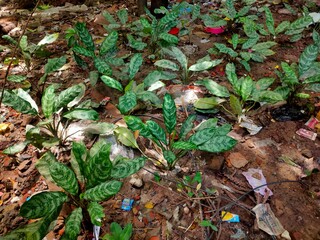 Aglaonema house plant grown on a dirty land.jpg