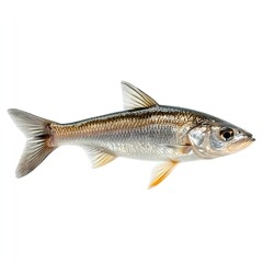 Detailed studio photograph of a small silvery freshwater fish against a clean bright on white background