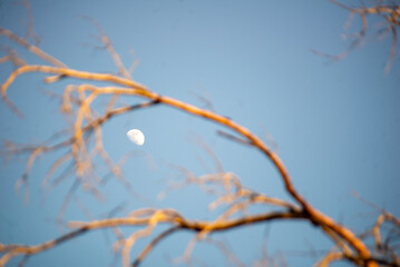 Moonrise Through Twisted Branches