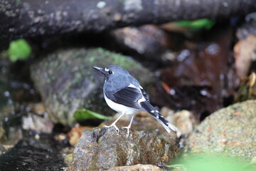 Sunda forktail (Enicurus velatus sumatranus) is a species of bird in the family Muscicapidae. This photo was taken in Sumatra, Indonesia