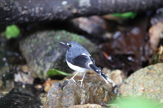 Sunda forktail (Enicurus velatus sumatranus) is a species of bird in the family Muscicapidae. This photo was taken in Sumatra, Indonesia