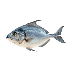 Fototapeta premium Freshly caught silver pomfret fish on a clean ready for culinary preparation on white background