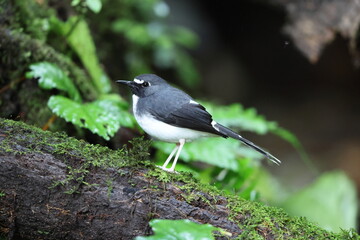Sunda forktail (Enicurus velatus sumatranus) is a species of bird in the family Muscicapidae. This photo was taken in Sumatra, Indonesia