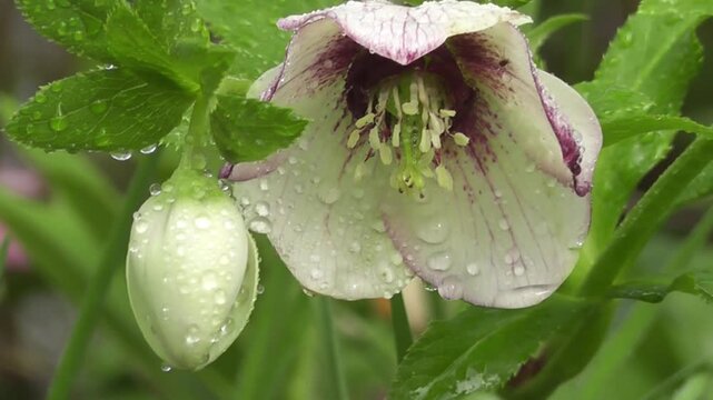 Close-up Video of Hellebore Flower with Raindrops in Spring Garden