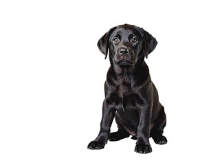 Black Labrador puppy sitting on white background with alert and curious expression, showing shiny coat and attentive posture in studio setting