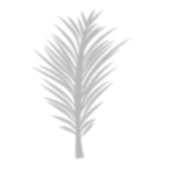 Tropical Palm Leaf Silhouette