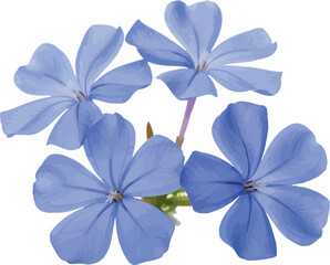 Vibrant blue flowers with delicate petals isolated on a pristine white background, showcasing natural beauty and fresh botanical elements for design projects.