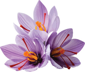 Vibrant fresh purple saffron crocus flowers with delicate orange stigmas and red stamens, prized for culinary spice ingredient.