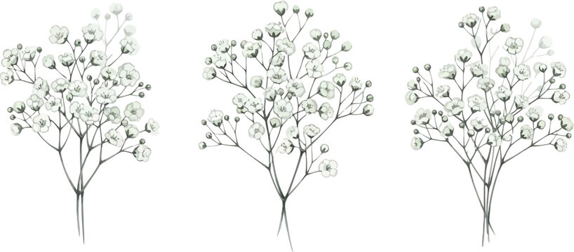 Delicate watercolor baby's breath flower bouquets isolated on white, perfect for romantic and elegant design projects