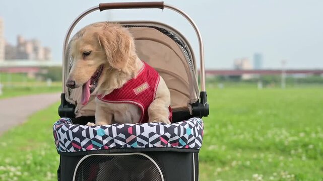 Happy long-haired cream Dachshund dog panting with tongue out while sitting inside a pet stroller at a sunny park