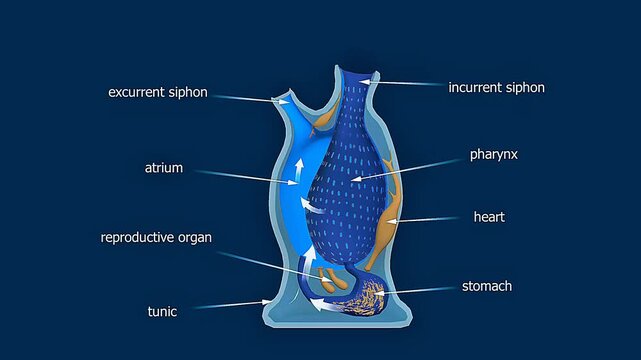 Diet mechanism of Tunicates