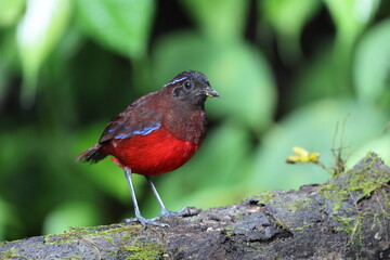 The graceful pitta (Erythropitta venusta) in Sumatra, Indonesia.