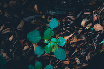 A vibrant green seedling emerges from a bed of dry, brown leaves&mdash;capturing resilience, growth, and the quiet strength of nature.