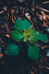 A vibrant green seedling emerges from a bed of dry, brown leaves&mdash;capturing resilience, growth, and the quiet strength of nature.