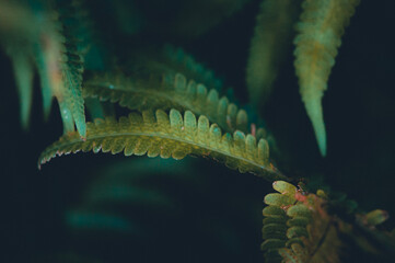 A close-up of lush green fern leaves with delicate textures&mdash;capturing nature&rsquo;s elegance, intricate detail, and the peaceful beauty of the forest.