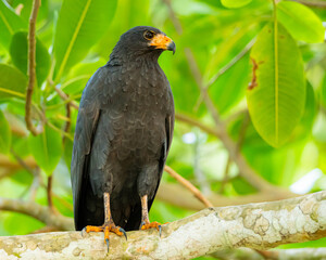 Common Black Hawk in Costa Rica
