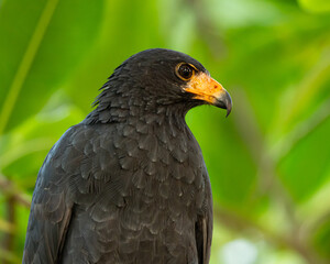 Common Black Hawk in Costa Rica