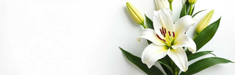 White lily bloom with green leaves, buds arranged against plain white backdrop. Plenty of empty space for custom text messages designs. Elegant flower conveys feelings of peace, remembrance. Suitable