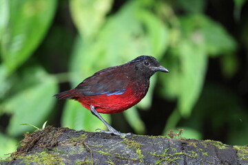 The graceful pitta (Erythropitta venusta) in Sumatra, Indonesia.