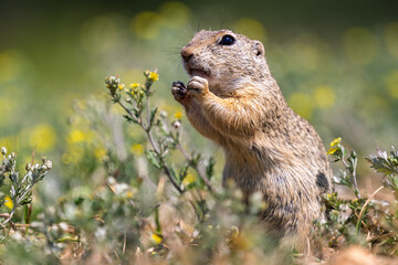 Groundhog in a meadow in the grass watching the surroundings