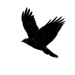Obraz premium Monochrome image of bird in flight with its wings spread against white, representing soaring, freedom, power, and precision in the sky