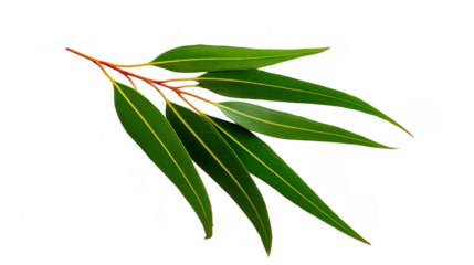 Eucalyptus leaf branch with long, slender, green leaves and reddish stems isolated on transparency background, natural botanical element for fresh, aromatic, and calming design concepts