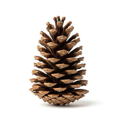 Isolated pine cone on the white background, with a brown scale texture, representative of nature, forest, and winter seasonal decoration