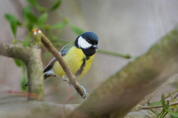 Great Tit (Parus major) — adult perched among branches in a woodland setting; a common species in the wild in the Czech Republic